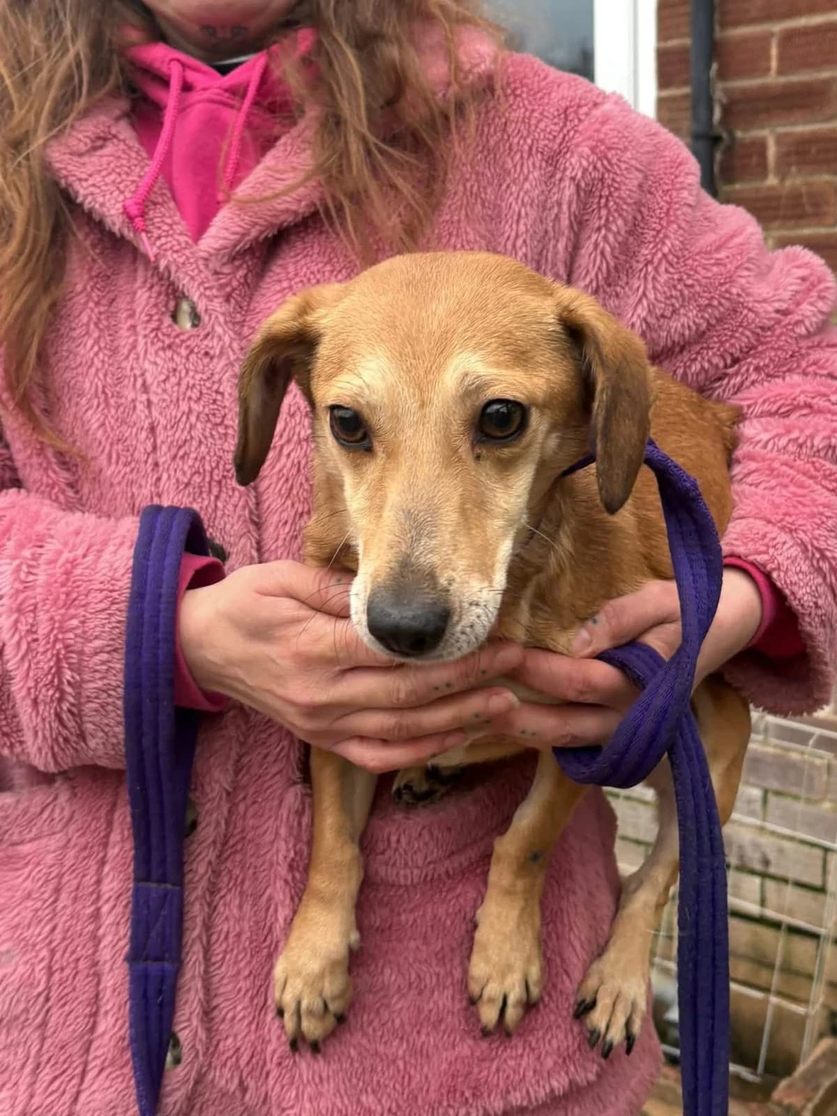 Mavis, female 5yo mixed breed for adoption at Safe Rescue for Dogs