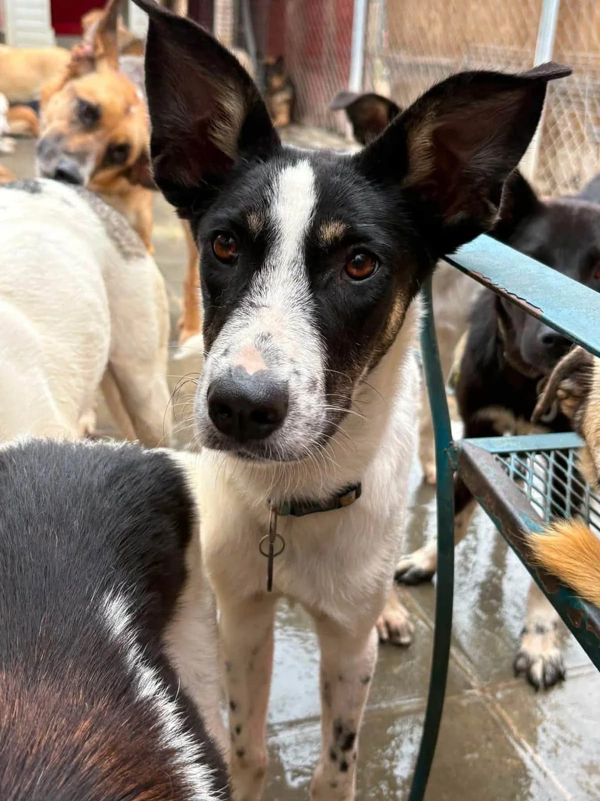 Max, male young Mixed Breed for adoption at Safe Rescue for Dogs