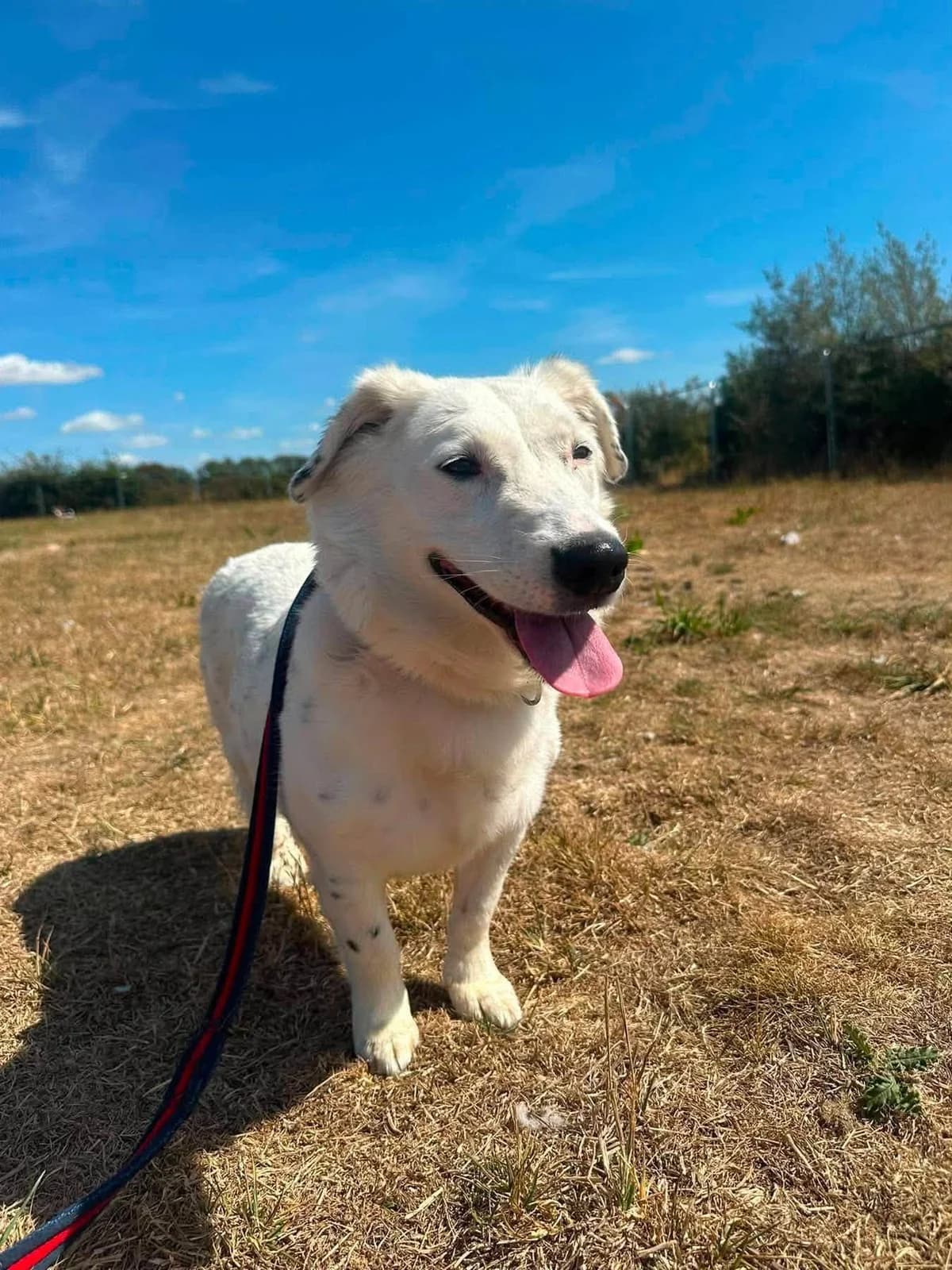 Mica, female senior Mixed Breed for adoption at Safe Rescue for Dogs