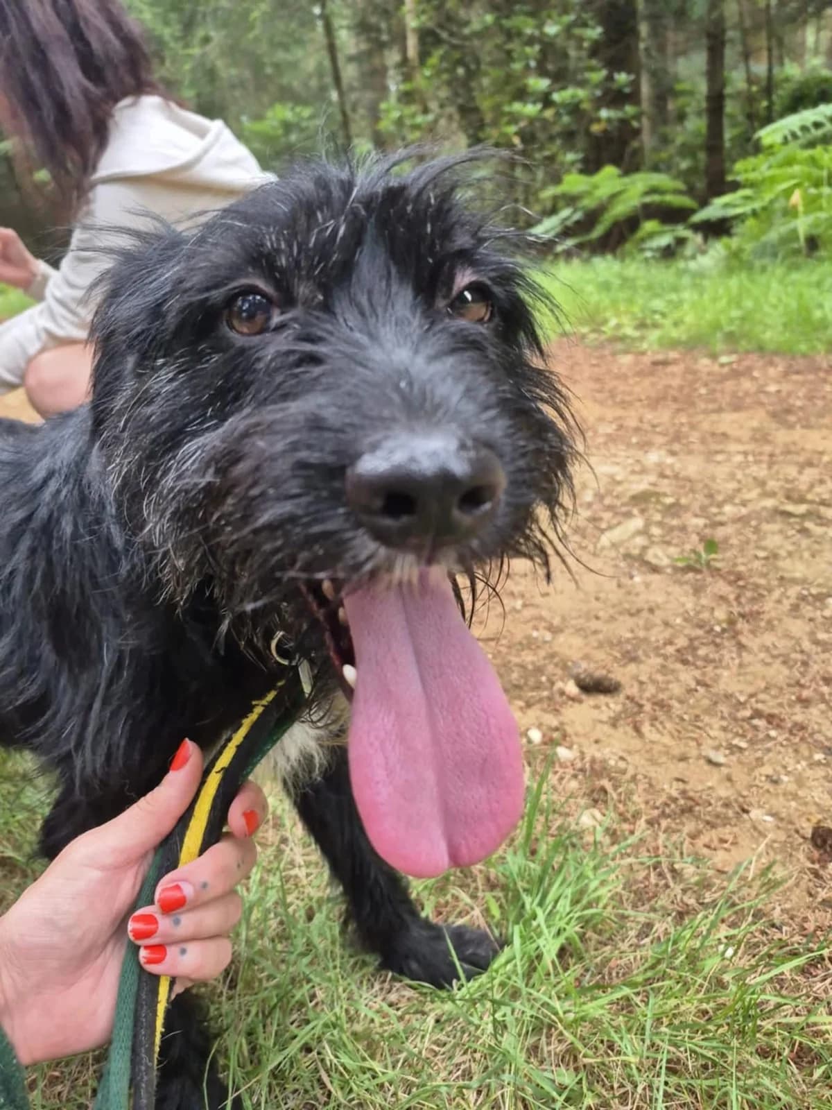 Micky, male 5yo Mixed Breed for adoption at Safe Rescue for Dogs