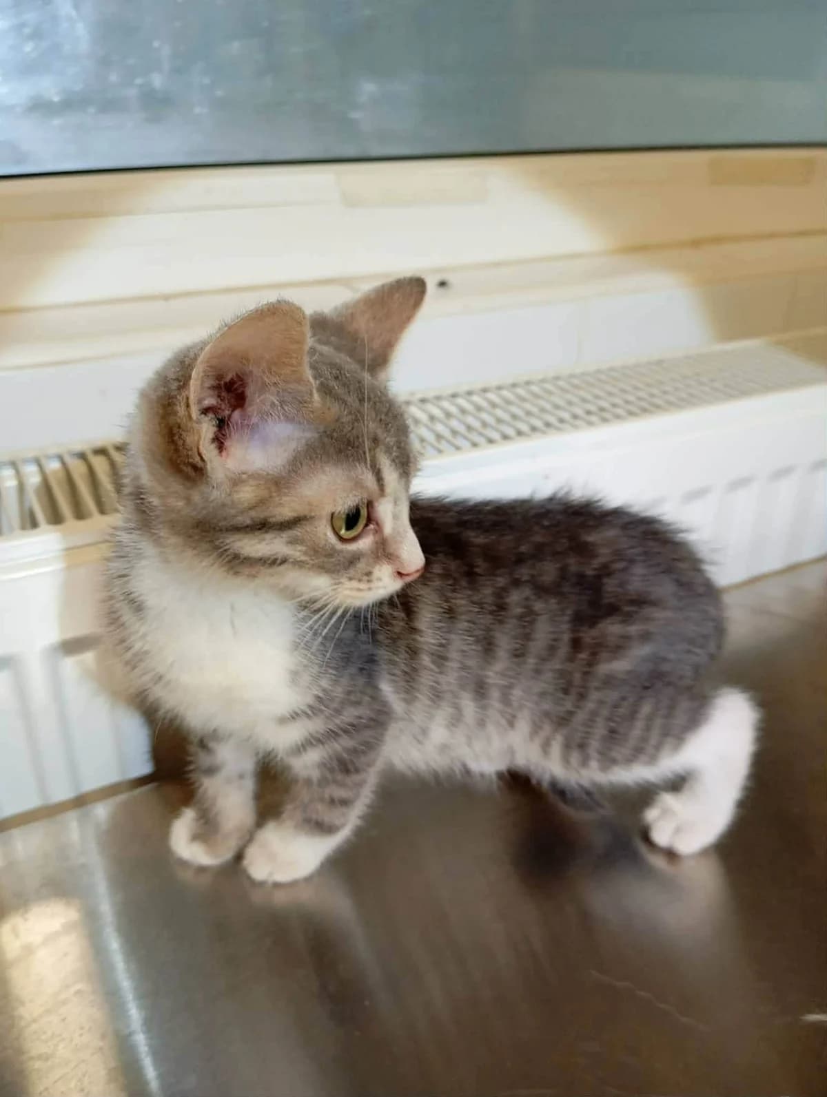 Muffin – available September, female young Mixed Breed for adoption at Safe Rescue for Dogs
