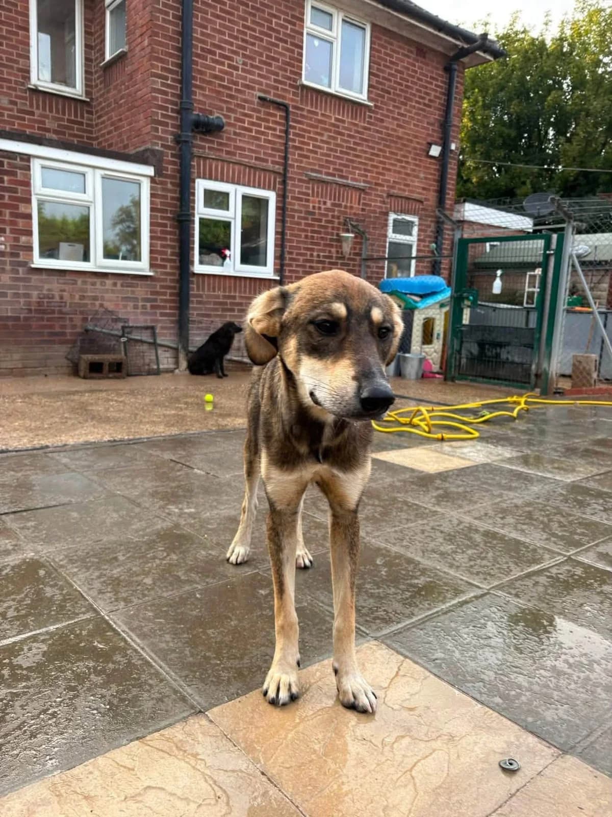 Numi, male young Mixed Breed for adoption at Safe Rescue for Dogs