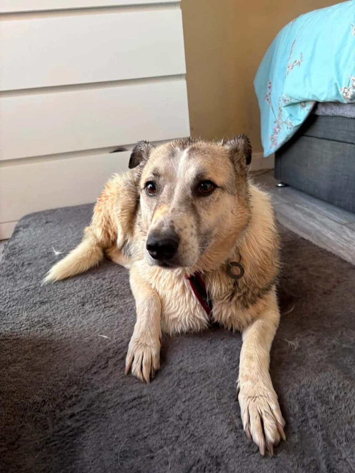 Peach, female senior Mixed Breed for adoption at Safe Rescue for Dogs