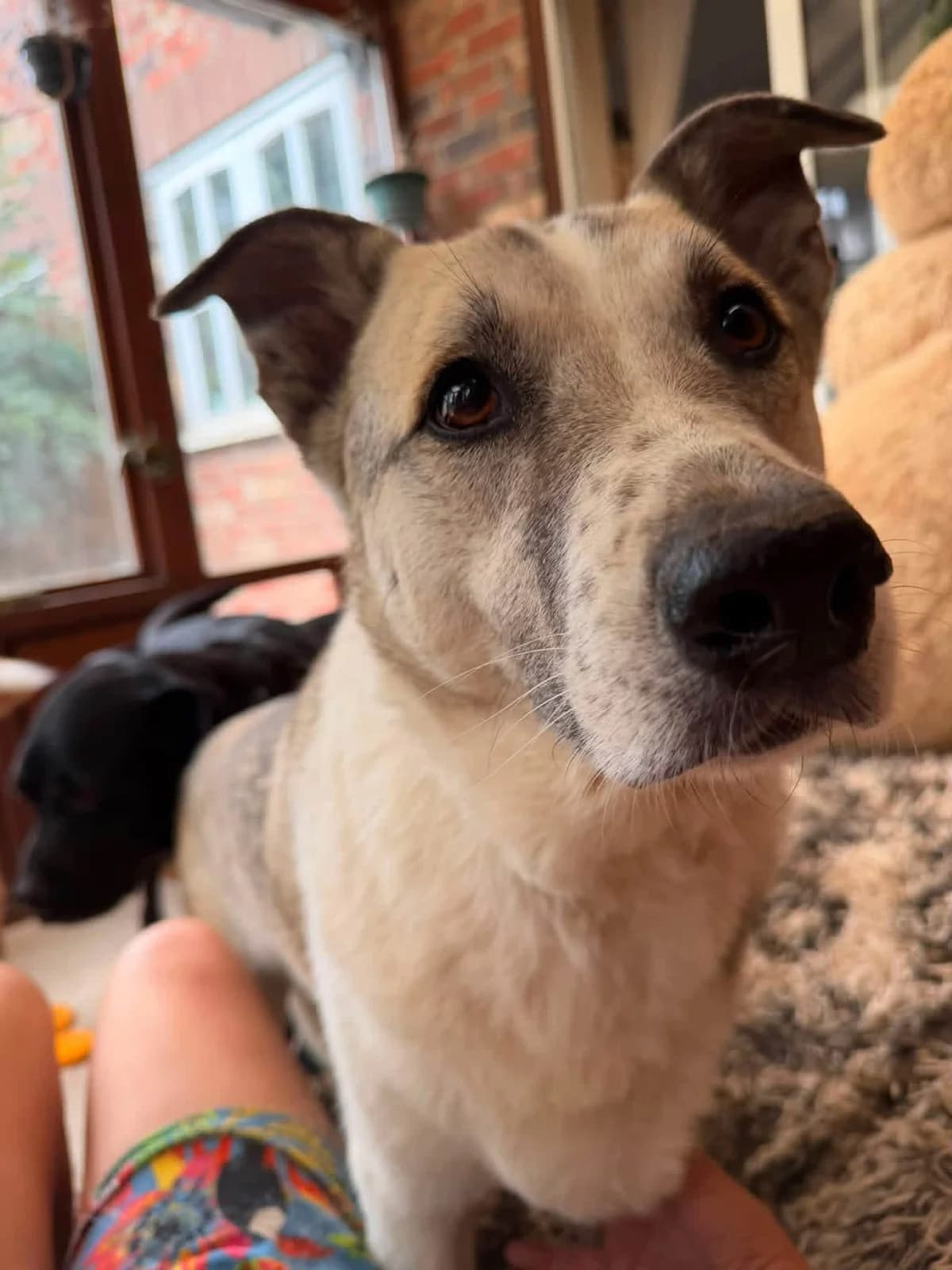 Peach, female senior Mixed Breed for adoption at Safe Rescue for Dogs