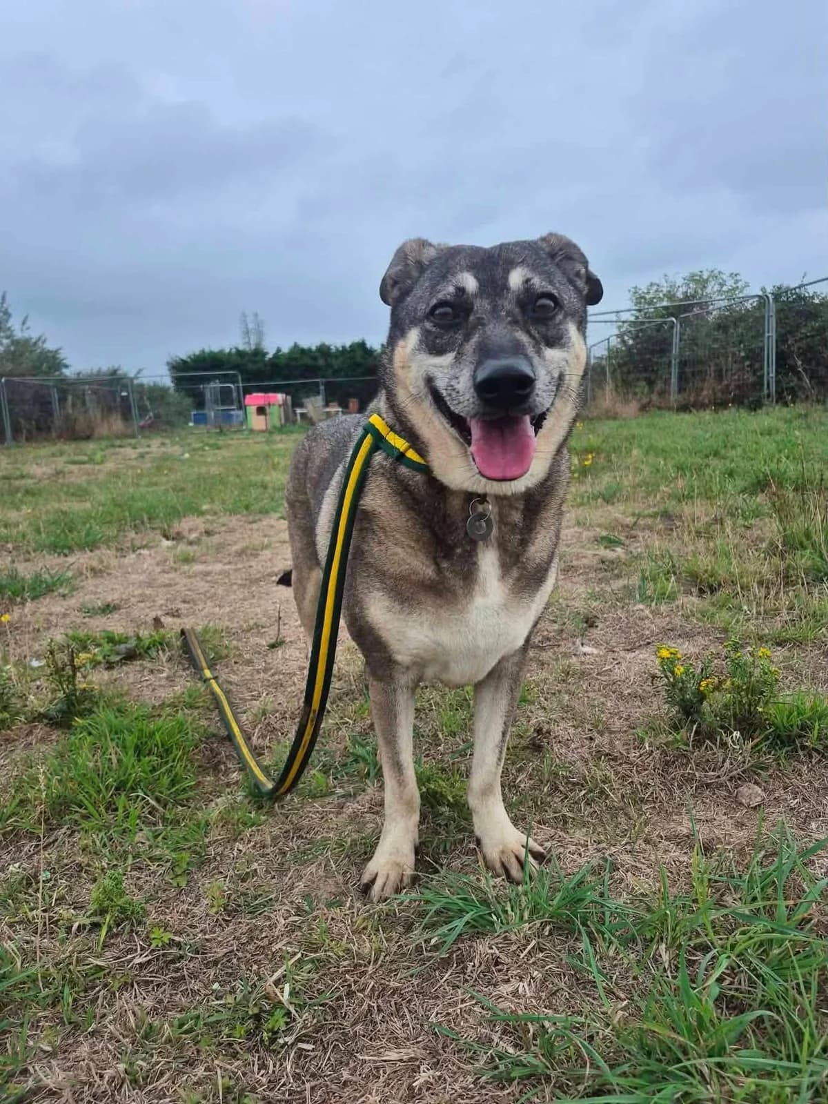 Percy, male senior Mixed Breed for adoption at Safe Rescue for Dogs