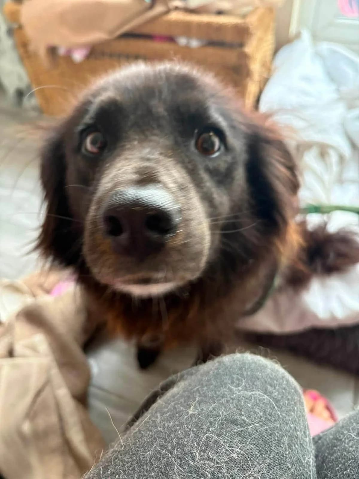 Pippa, female 5yo Collie for adoption at Safe Rescue for Dogs