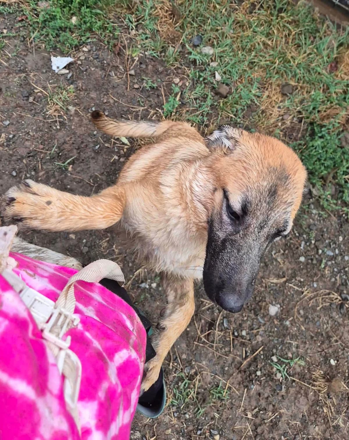 Pixie, female young Mixed Breed for adoption at Safe Rescue for Dogs