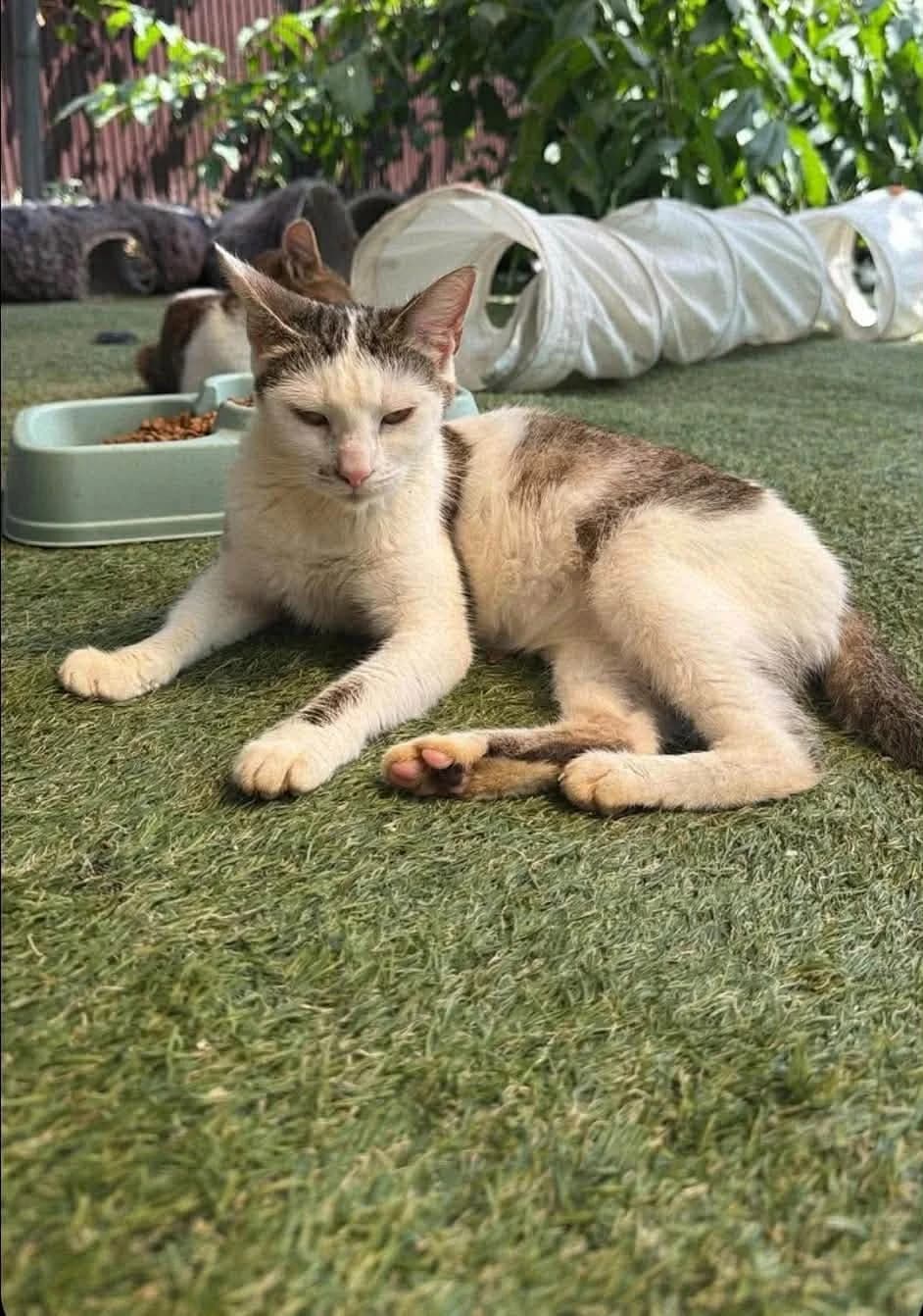 Prudence, female 3yo Mixed Breed for adoption at Safe Rescue for Dogs