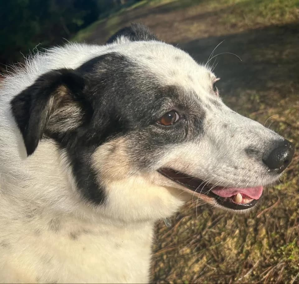 Queenie, female senior Collie for adoption at Safe Rescue for Dogs