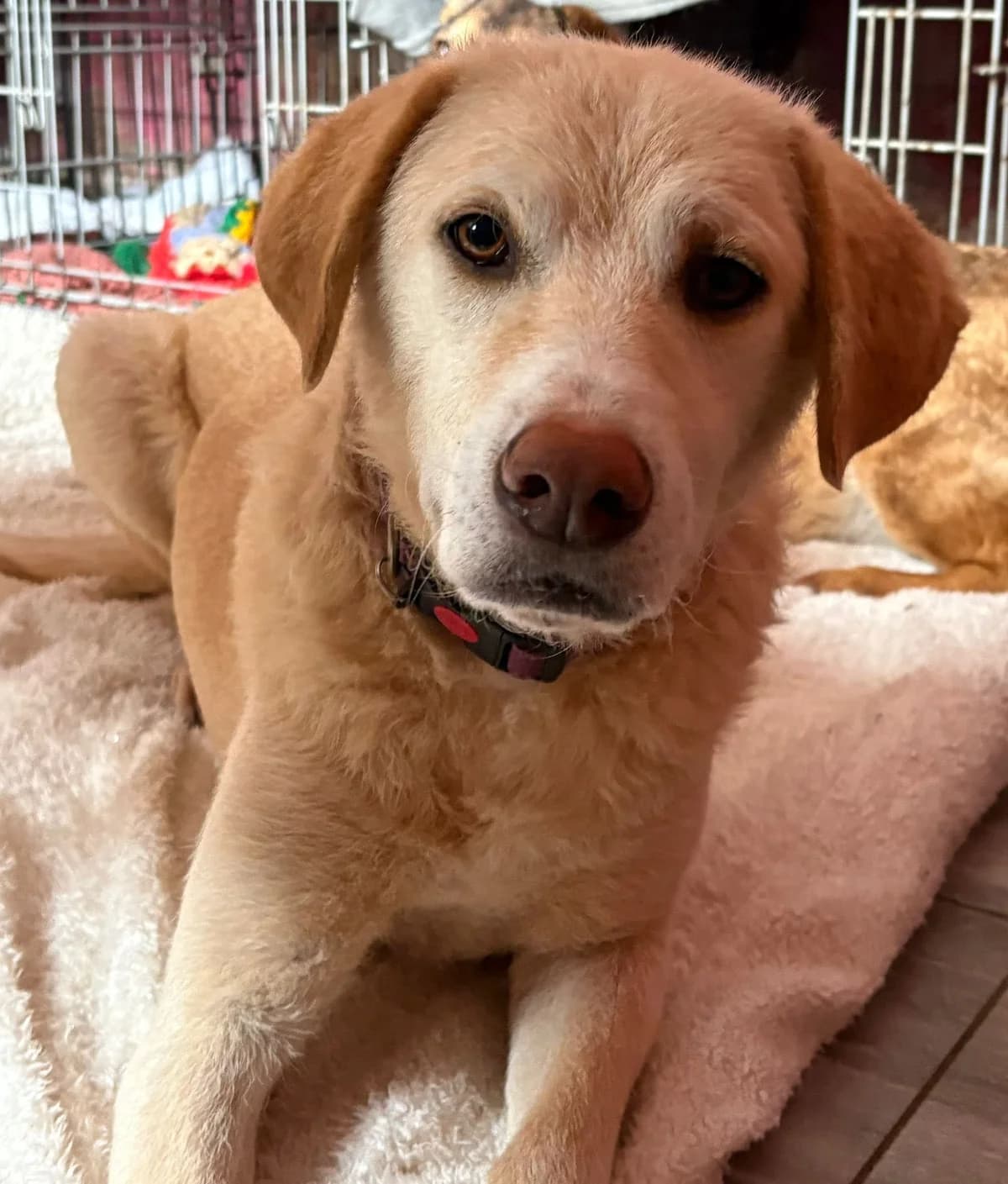 Ralph, male senior Labrador Retriever for adoption at Safe Rescue for Dogs
