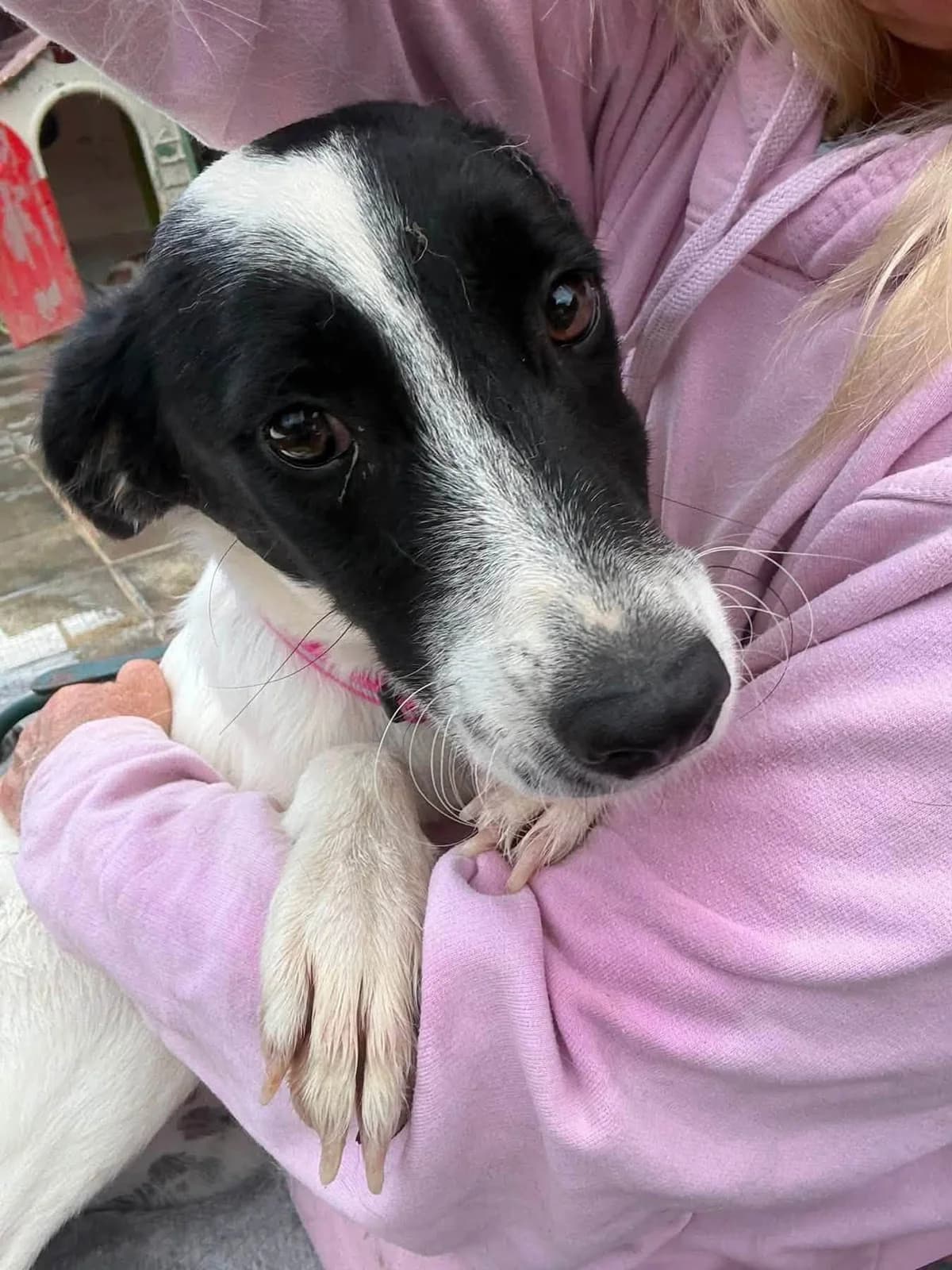 Rama, female young Mixed Breed for adoption at Safe Rescue for Dogs