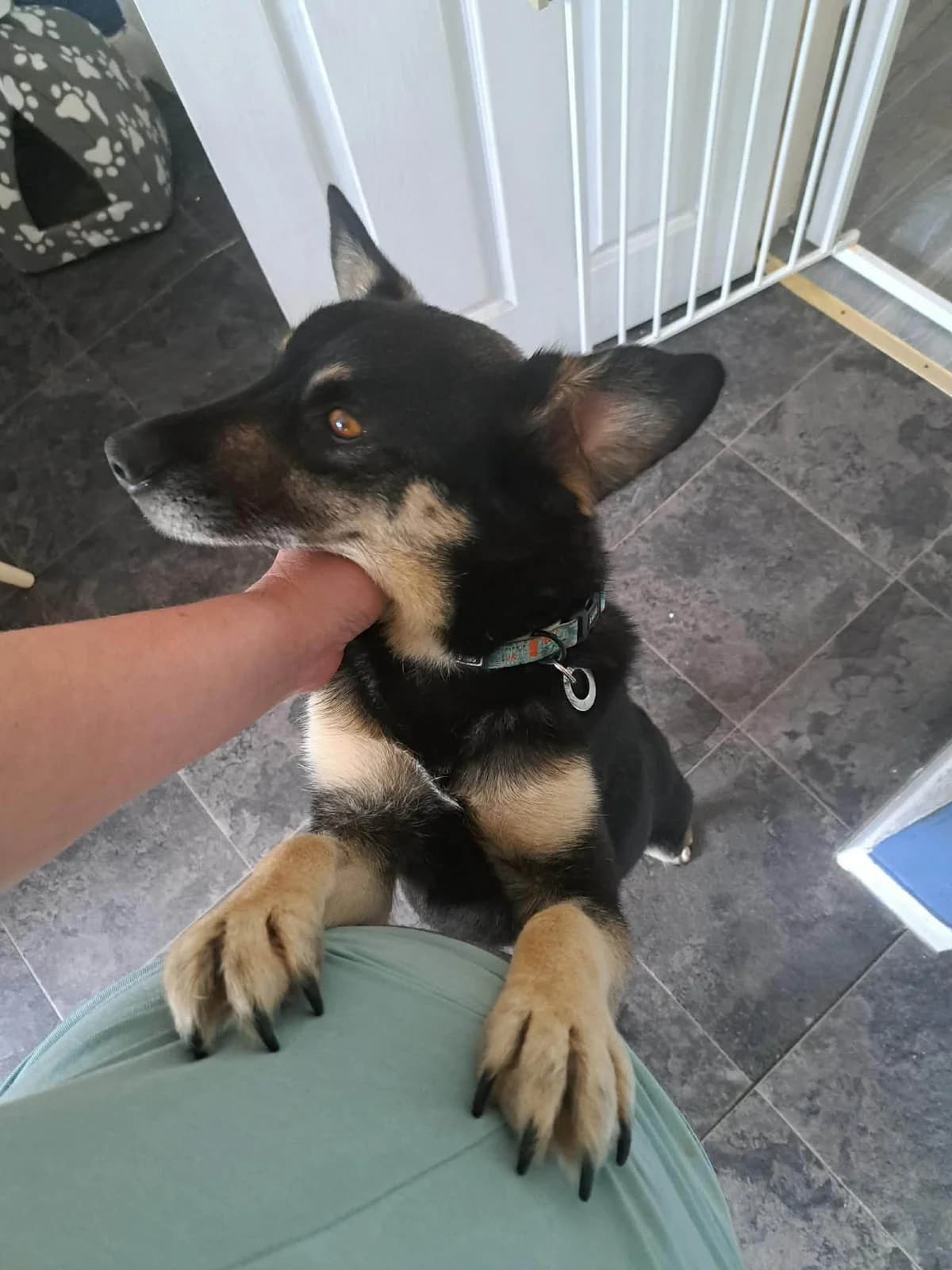 Rambo, male 5yo Mixed Breed for adoption at Safe Rescue for Dogs