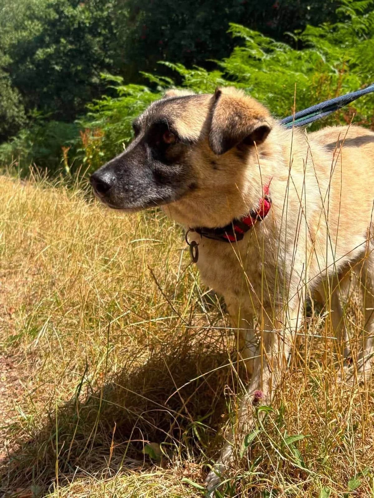 Rodney, female 5yo Mixed Breed for adoption at Safe Rescue for Dogs