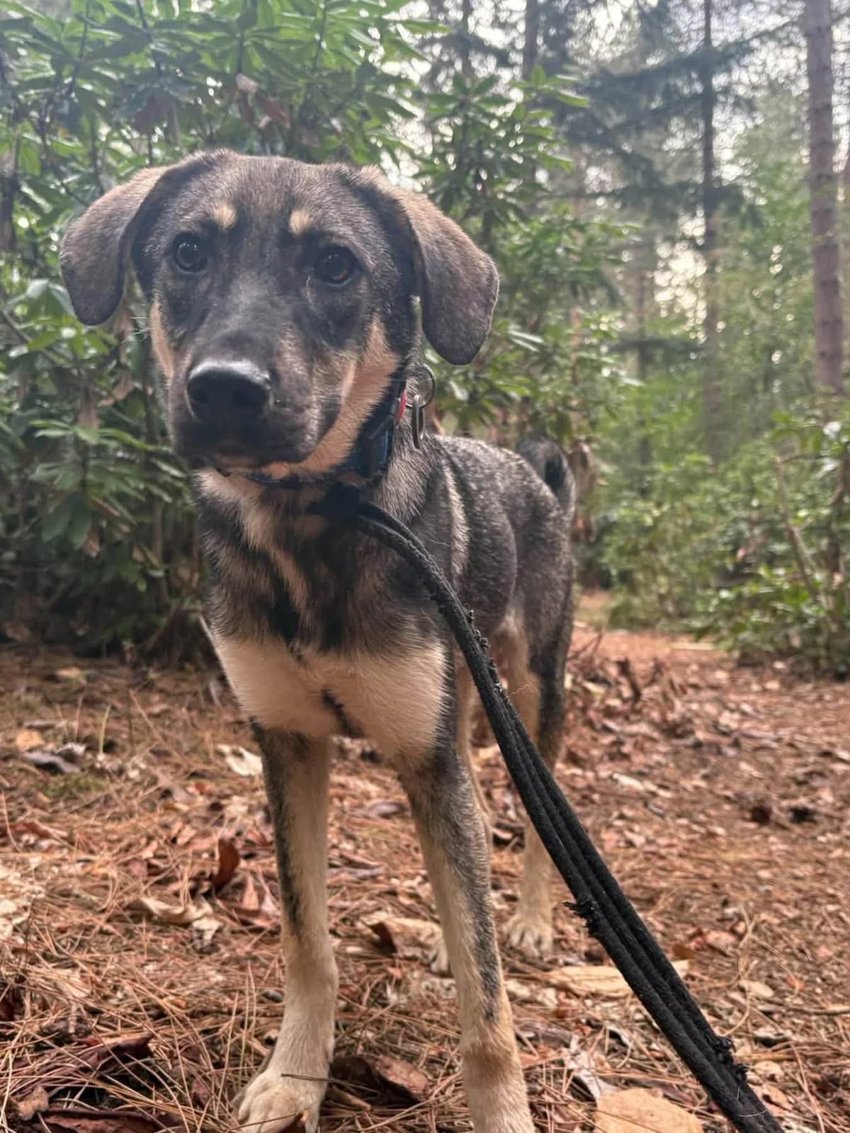 Rolo, male young Mixed Breed for adoption at Safe Rescue for Dogs