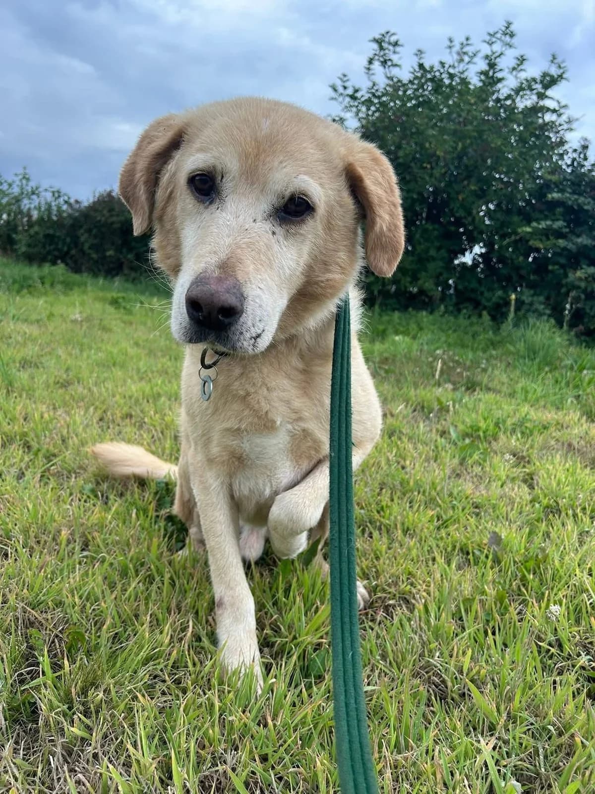 Rupert, male senior Labrador Retriever for adoption at Safe Rescue for Dogs