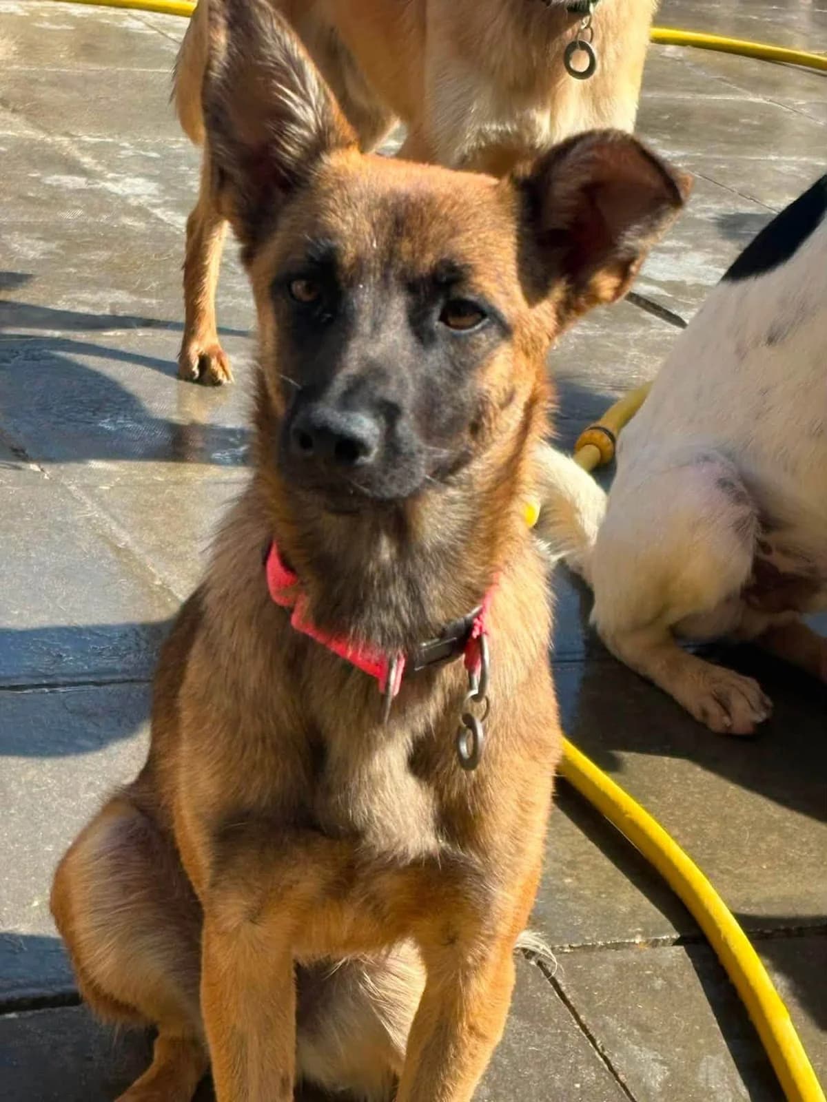 Saya, female young Mixed Breed for adoption at Safe Rescue for Dogs
