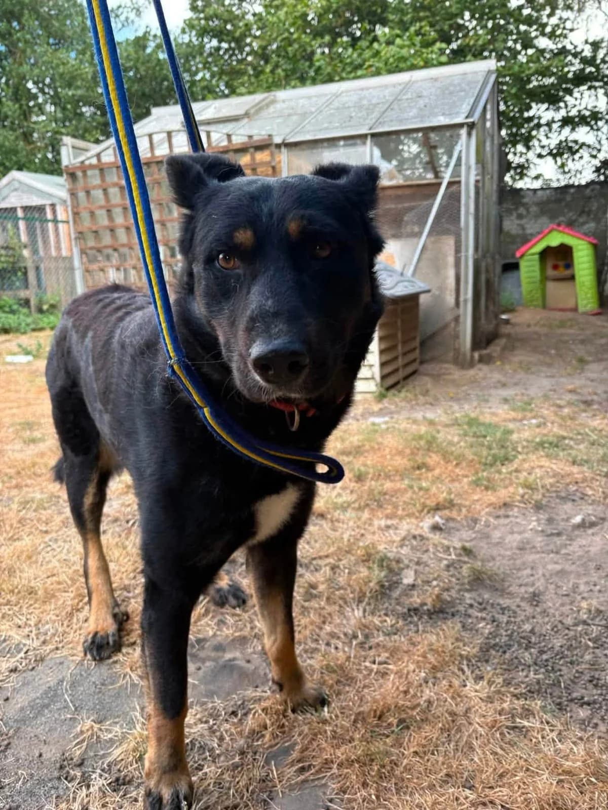 Scribble, female 5yo Mixed Breed for adoption at Safe Rescue for Dogs