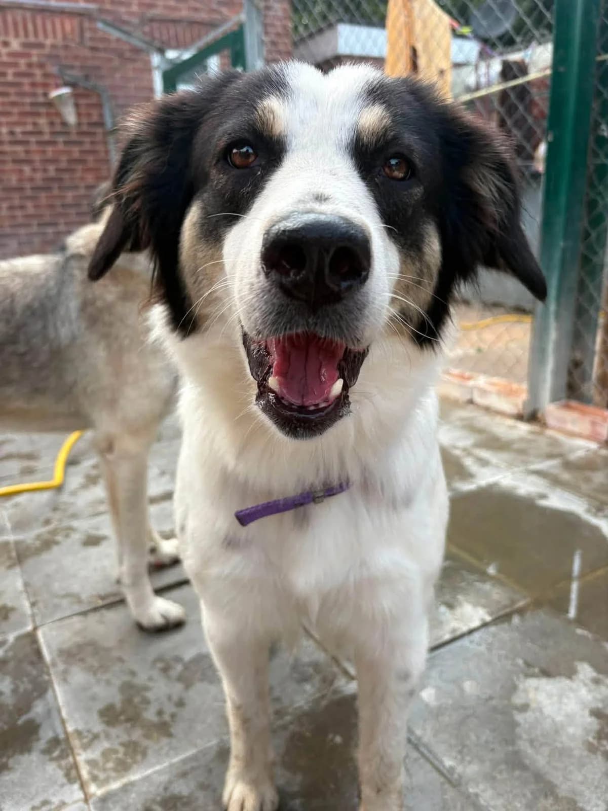 Shannon, female 5yo Mixed Breed for adoption at Safe Rescue for Dogs