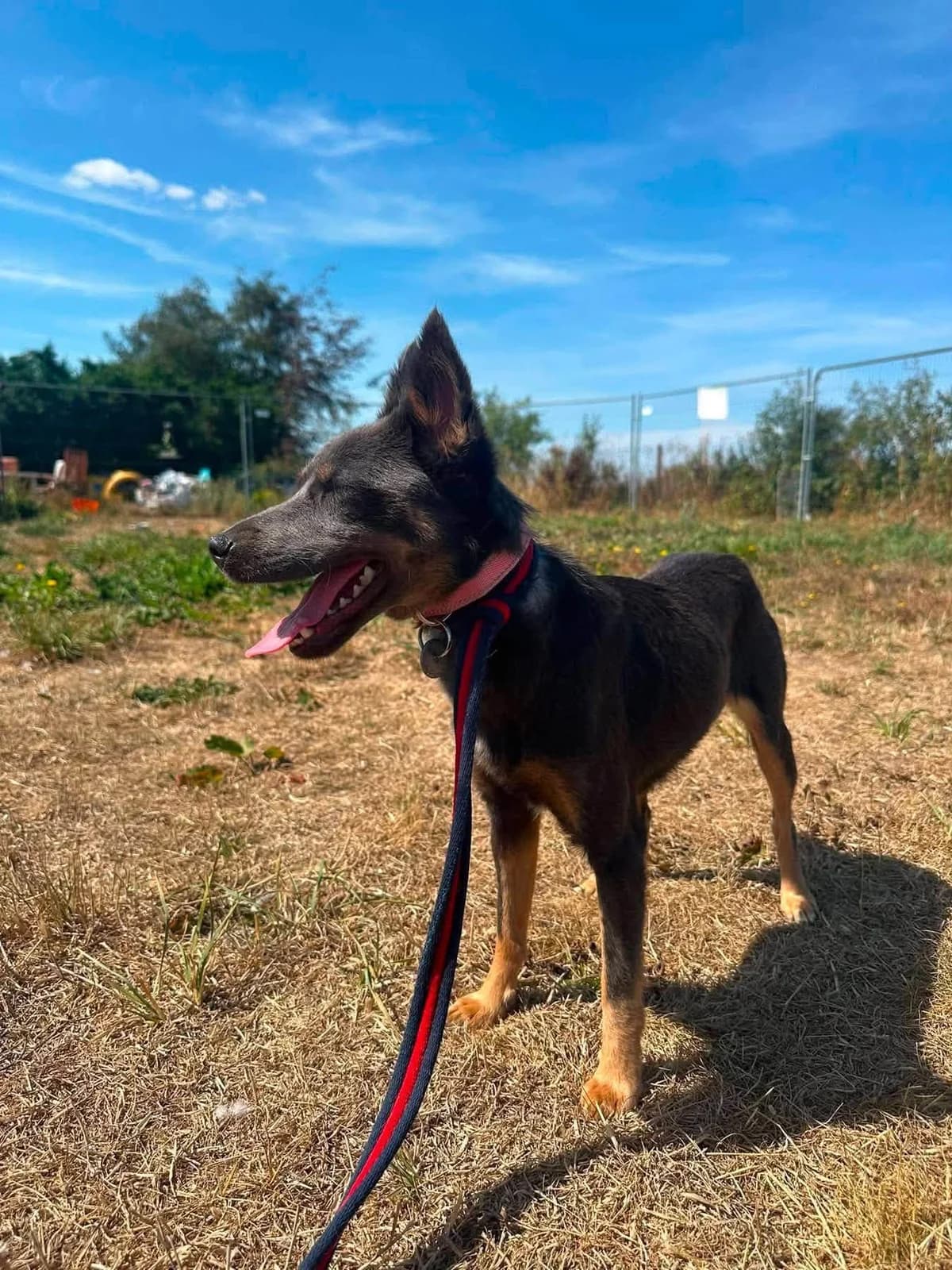 Sheena, female young Mixed Breed for adoption at Safe Rescue for Dogs