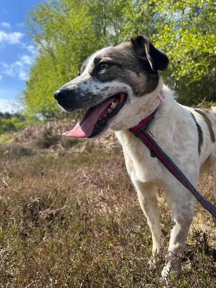 Sherbet, female senior Mixed Breed for adoption at Safe Rescue for Dogs