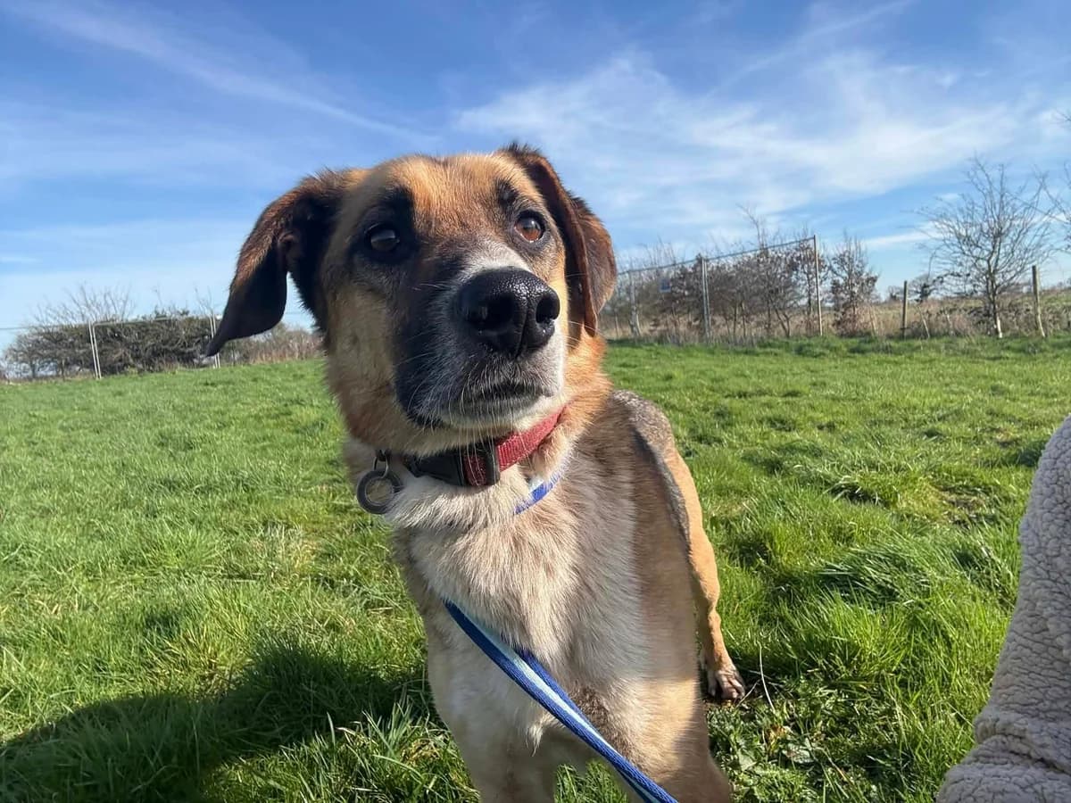 Teddy, male 5yo Mixed Breed for adoption at Safe Rescue for Dogs