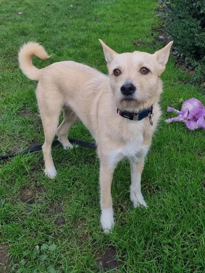Val, female 5yo Mixed Breed for adoption at Safe Rescue for Dogs