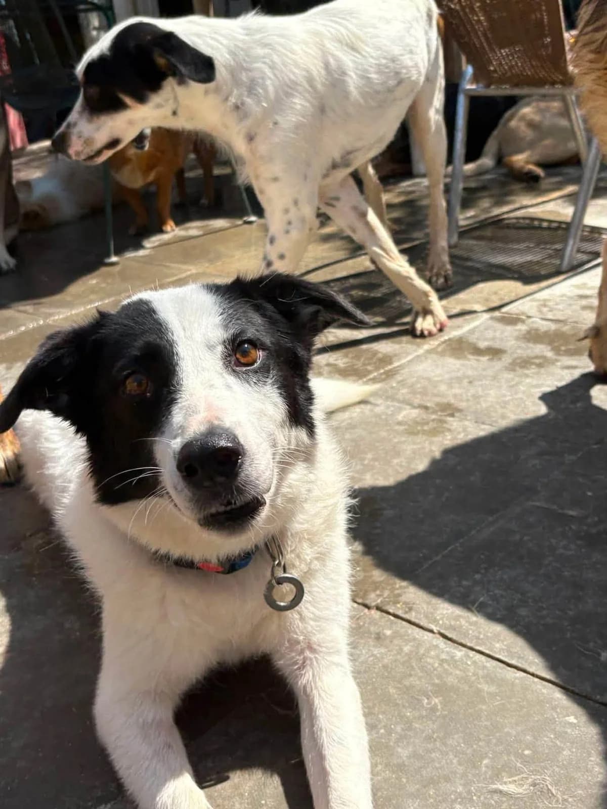 Yasmin, female 5yo Mixed Breed for adoption at Safe Rescue for Dogs