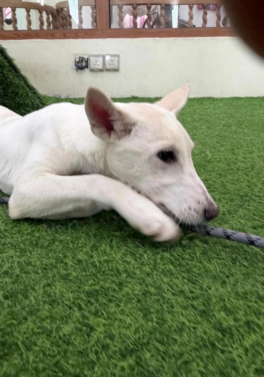 Almas, female puppy Mixed Breed for adoption at Sand to Sofa Rescue