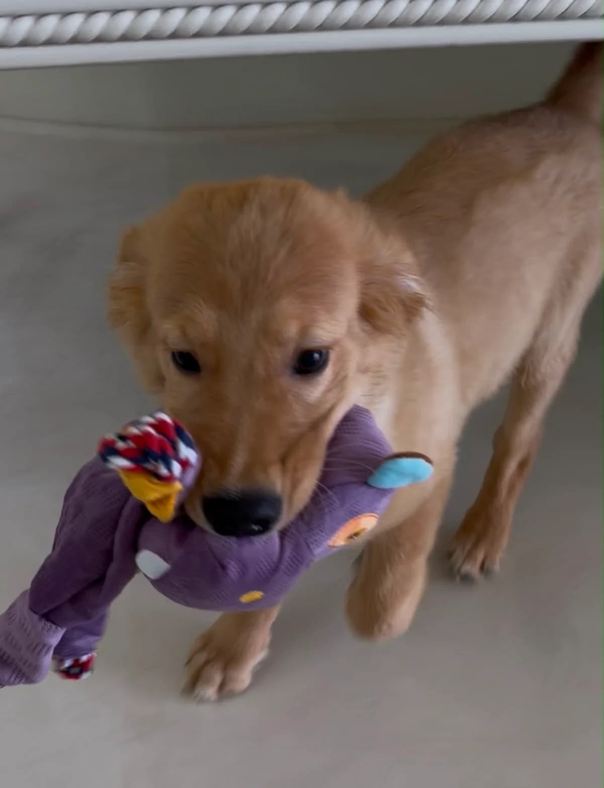 Doni, male puppy Mixed Breed for adoption at Sand to Sofa Rescue