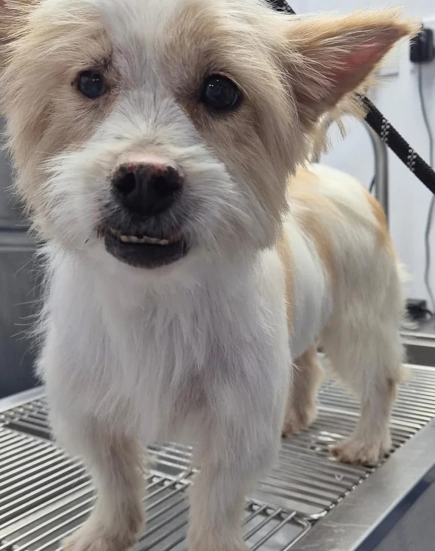 Lena, female 3yo Mixed Breed for adoption at Sand to Sofa Rescue
