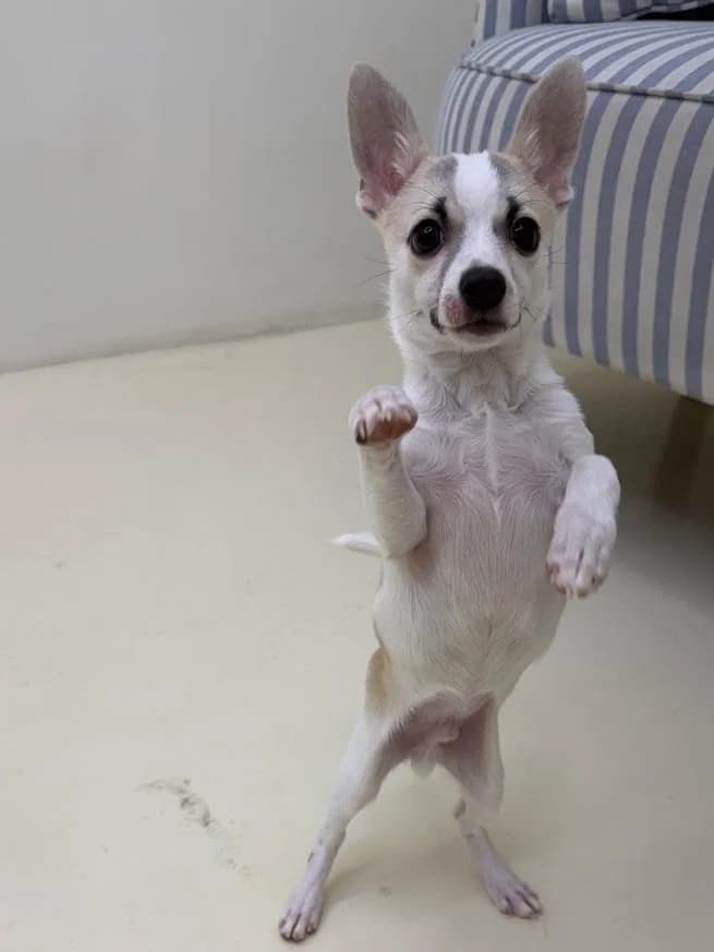 Noah, male puppy Mixed Breed for adoption at Sand to Sofa Rescue