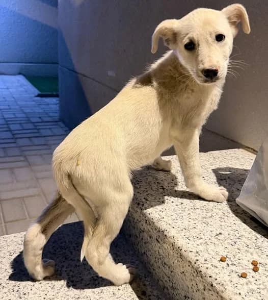 Paco, male young Mixed Breed for adoption at Sand to Sofa Rescue