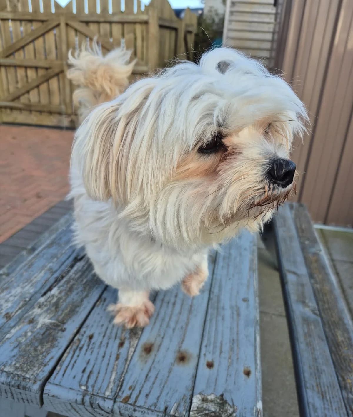 Pixie, female Mixed Breed for adoption at Sand to Sofa Rescue