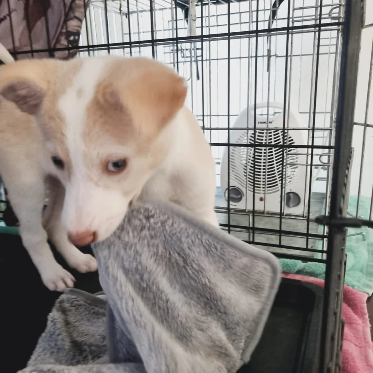 Rosie, female young Mixed Breed for adoption at Sand to Sofa Rescue