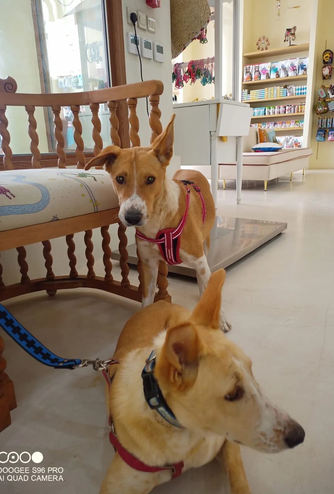 Sukkar & Asal, male Mixed Breed for adoption at Sand to Sofa Rescue