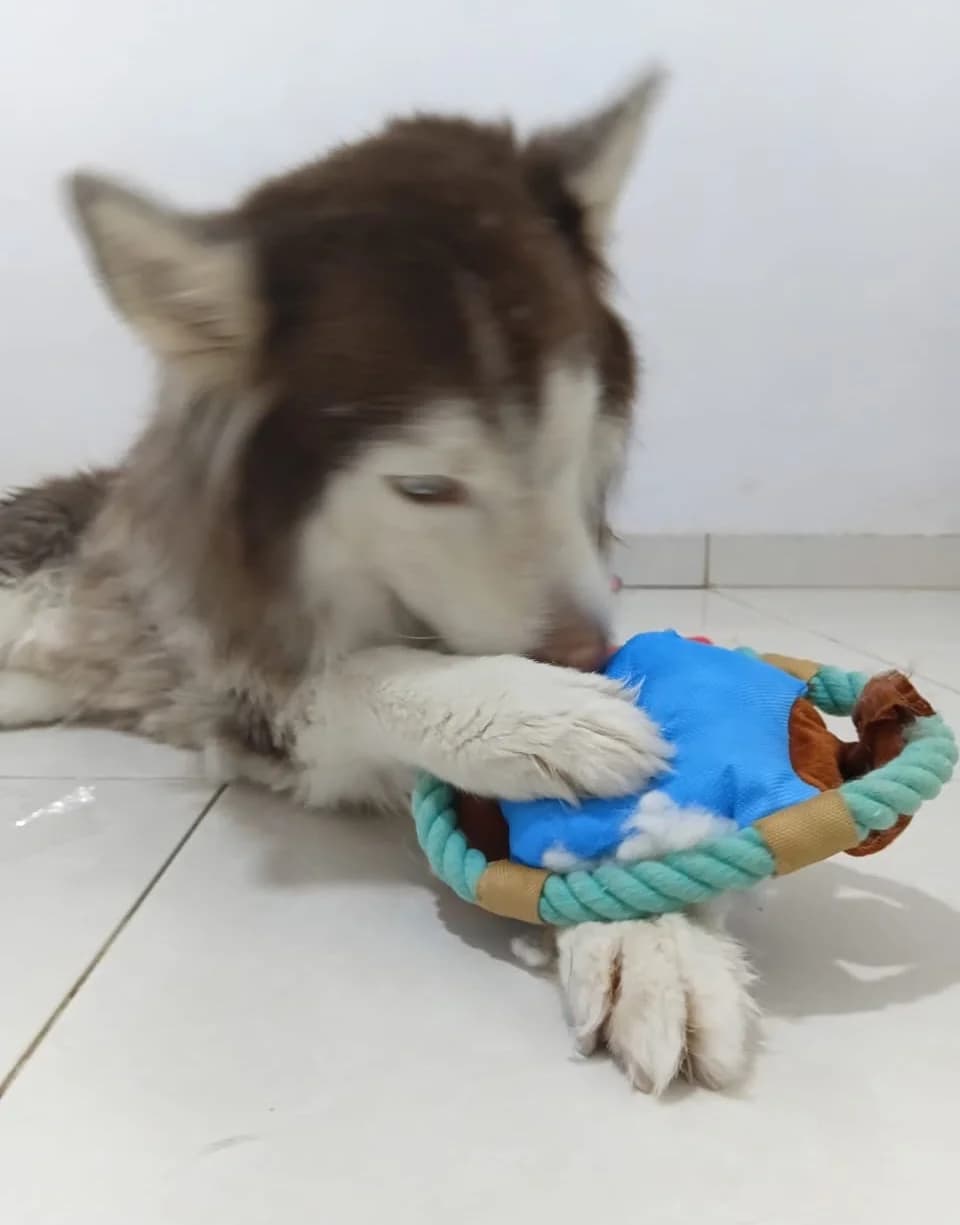Wolf, male young Mixed Breed for adoption at Sand to Sofa Rescue
