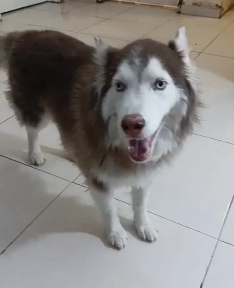 Wolf, male young Mixed Breed for adoption at Sand to Sofa Rescue
