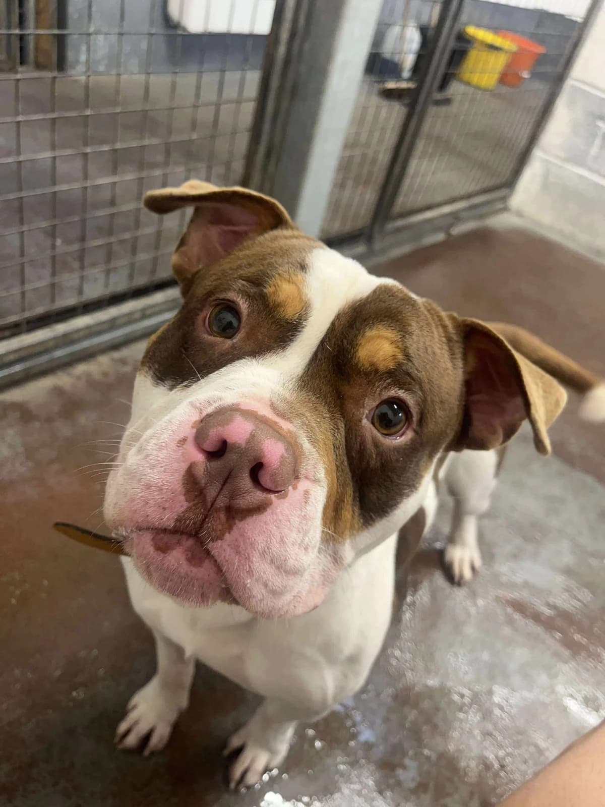Spud, male Mixed Breed for adoption at SARA Ann Prosser Foundation