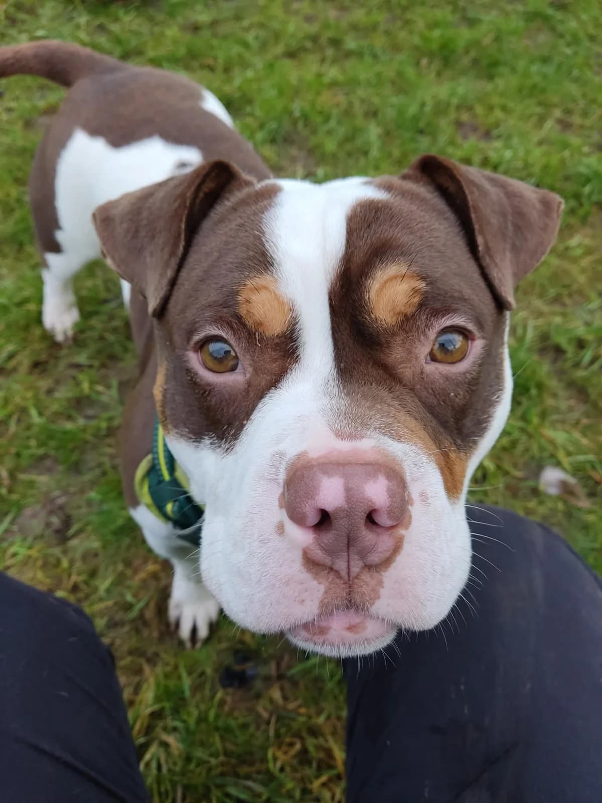 Spud, male Mixed Breed for adoption at SARA Ann Prosser Foundation