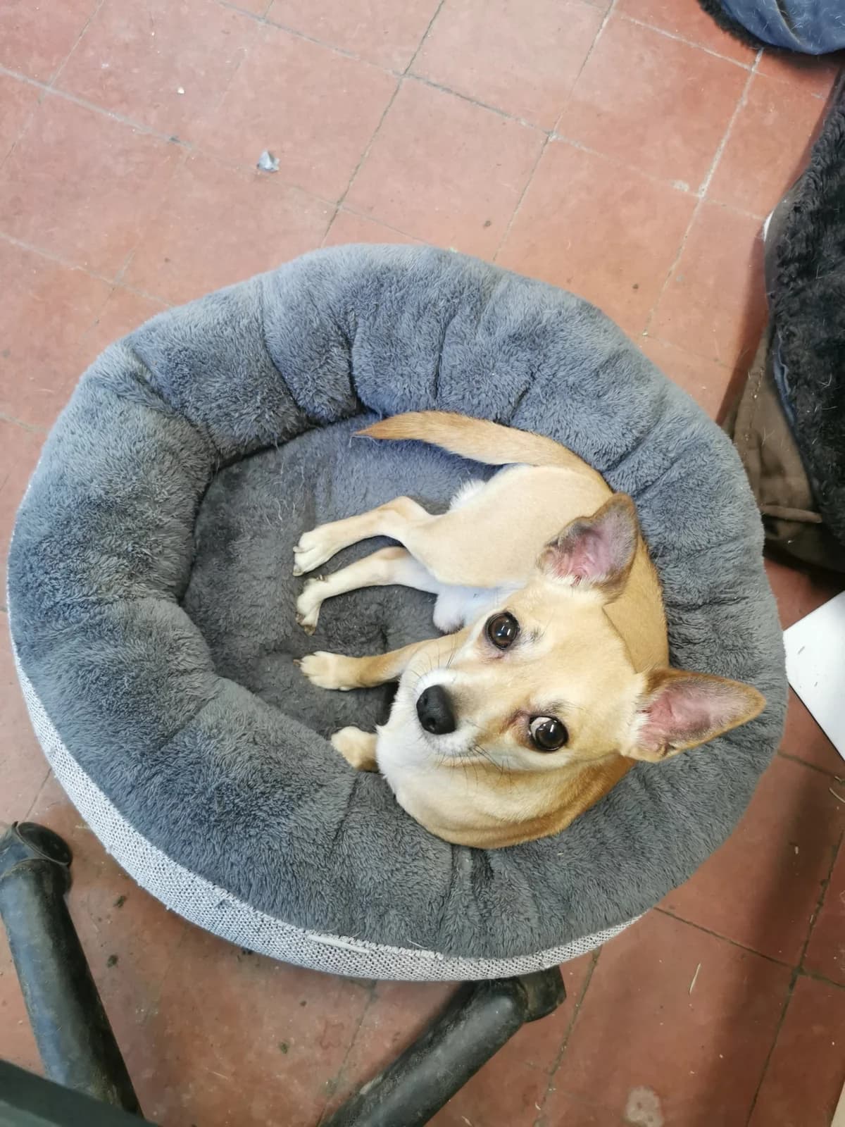 Chico, male 6yo Mixed Breed for adoption at SARA Ann Prosser Foundation