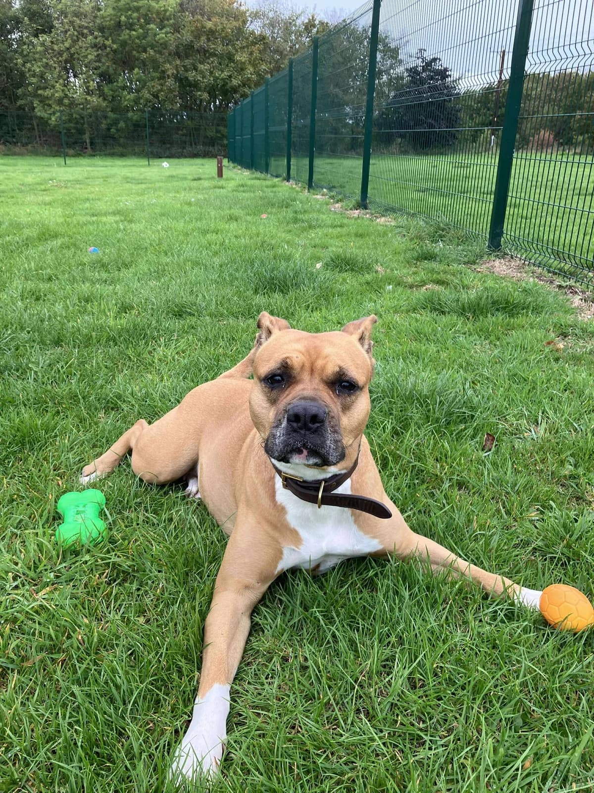 Porsche, female 5yo Mixed Breed for adoption at SARA Ann Prosser Foundation