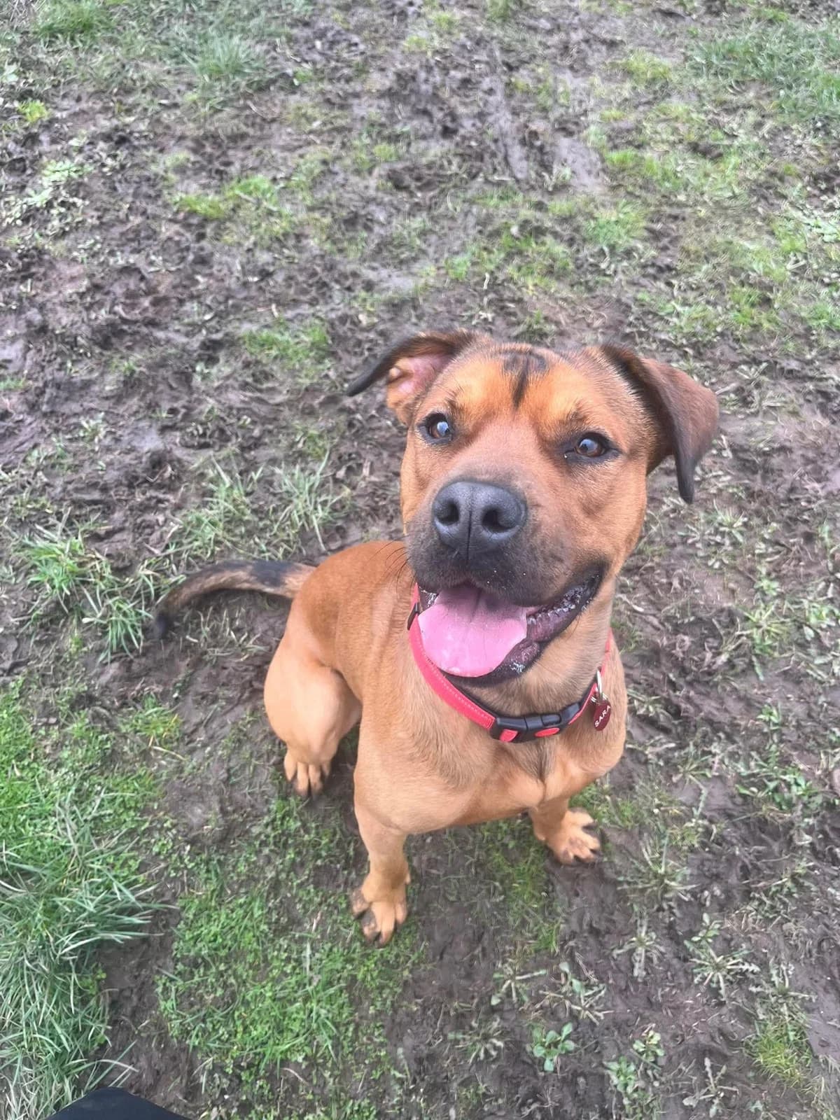 Red, male young Mixed Breed for adoption at SARA Ann Prosser Foundation