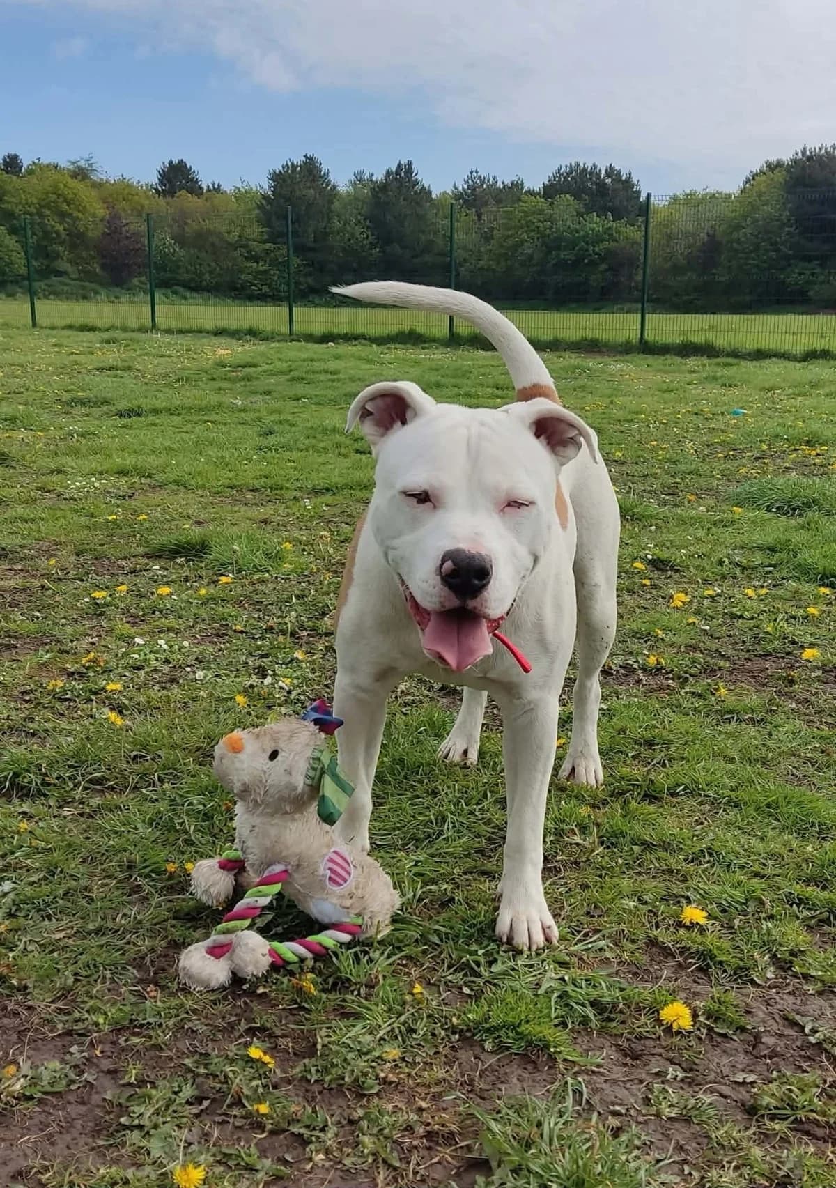 Bowser, male young Mixed Breed for adoption at SARA Ann Prosser Foundation