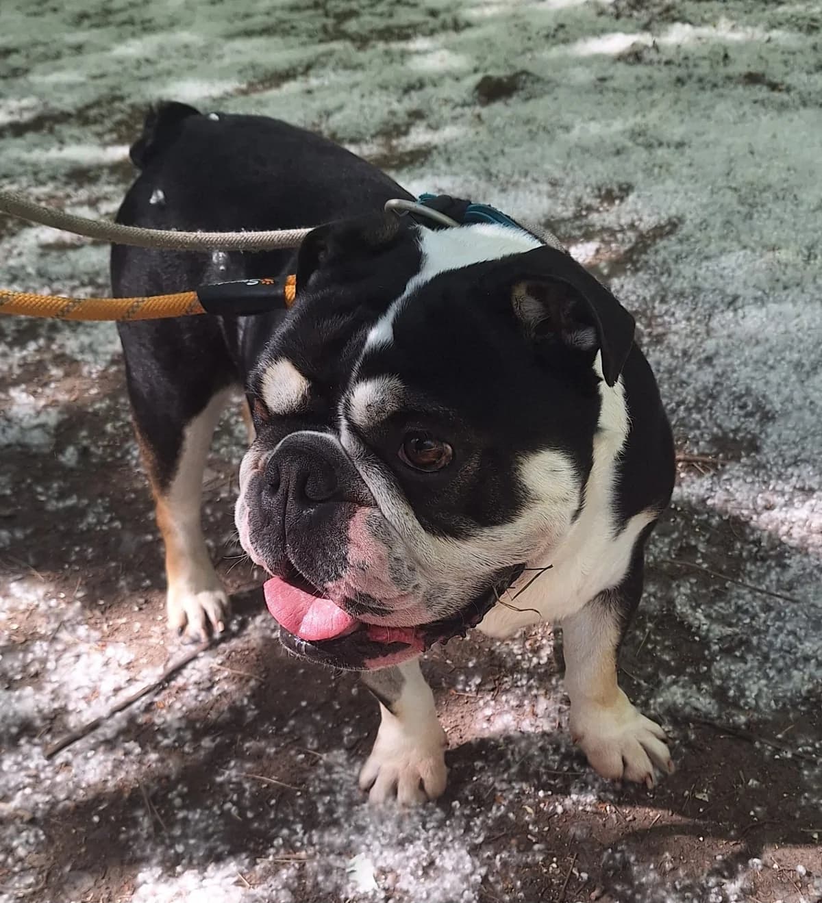 Jett, female 5yo Mixed Breed for adoption at SARA Ann Prosser Foundation