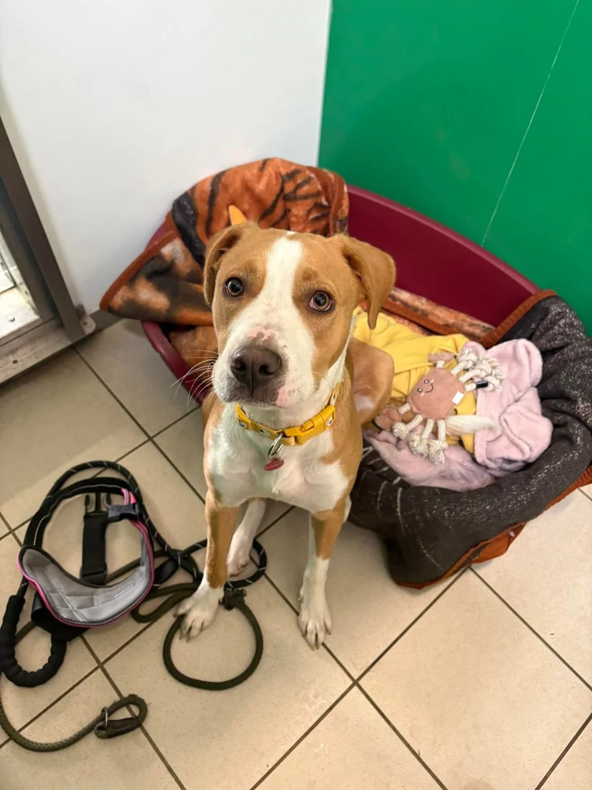 Darla, female young Mixed Breed for adoption at SARA Ann Prosser Foundation
