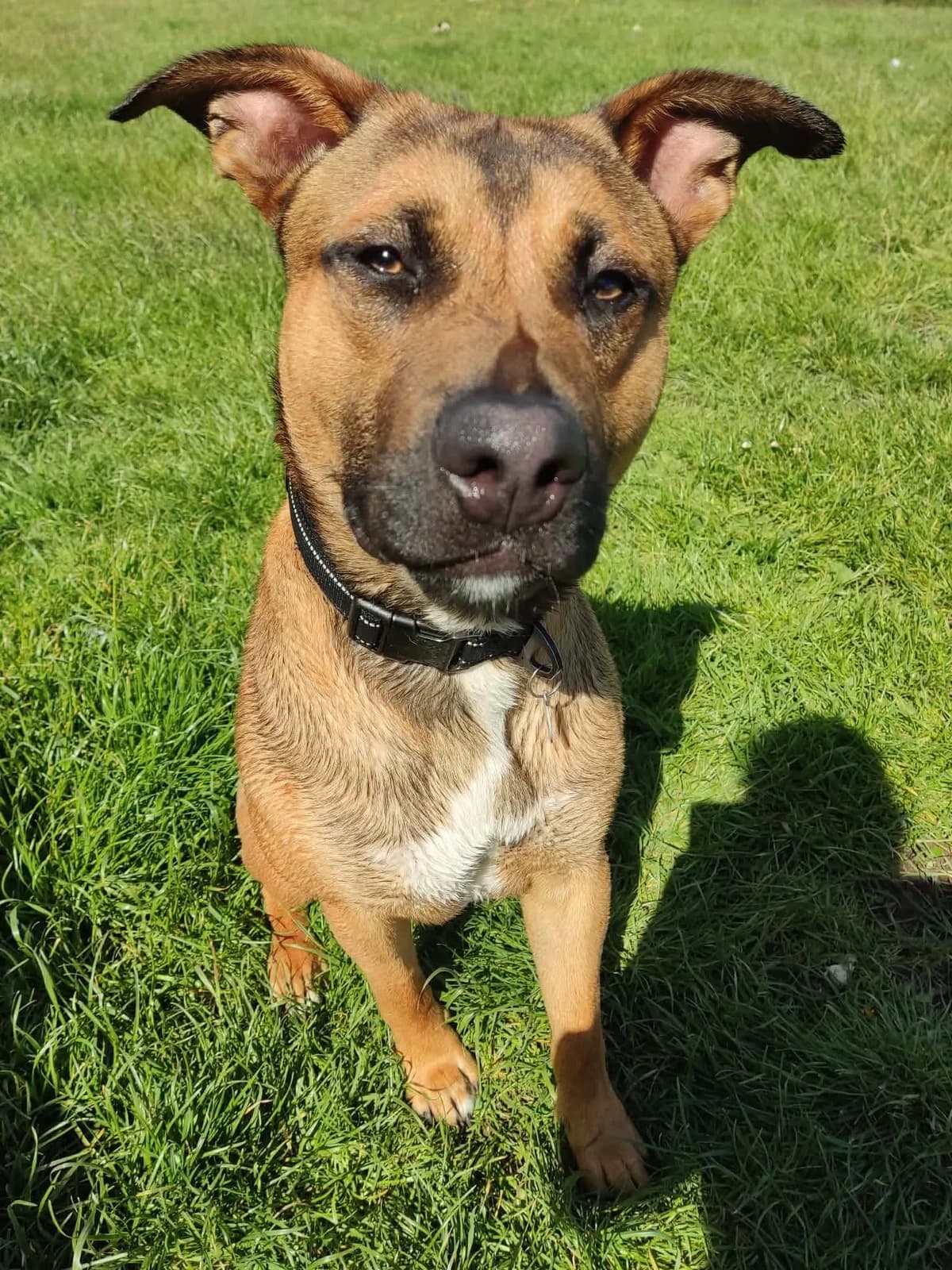 Bruce, female young Mixed Breed for adoption at SARA Ann Prosser Foundation