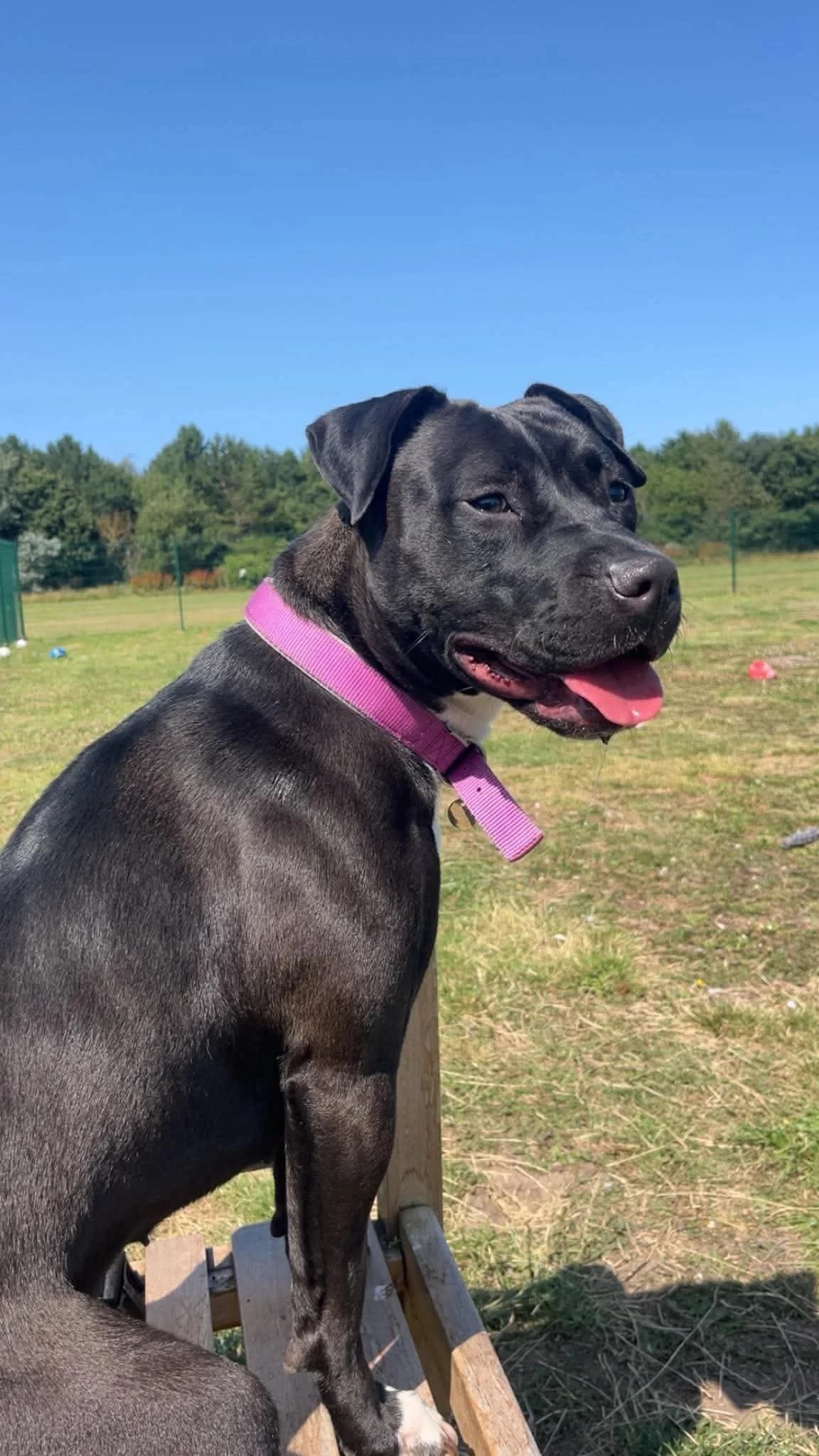Willow, female young Mixed Breed for adoption at SARA Ann Prosser Foundation