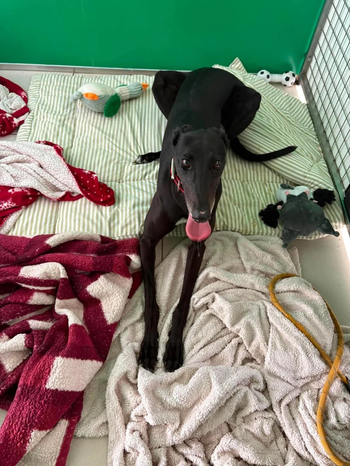 Crouton, female 4yo Mixed Breed for adoption at SARA Ann Prosser Foundation