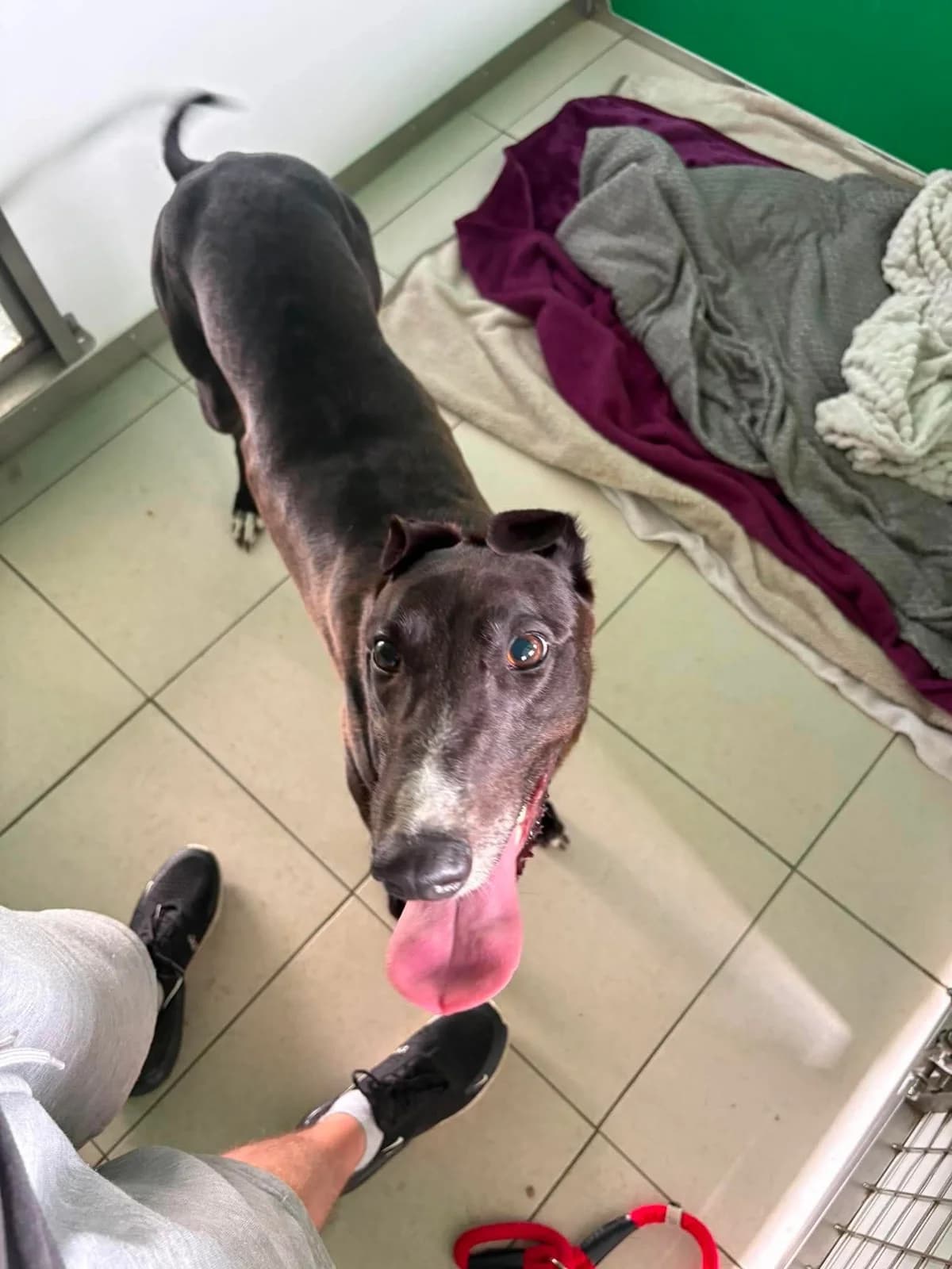 Zucchini, female 4yo Mixed Breed for adoption at SARA Ann Prosser Foundation