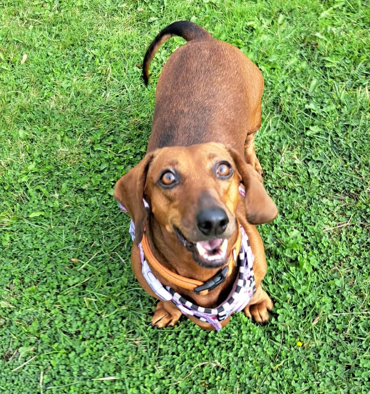 Dotty, female 7yo Mixed Breed for adoption at SARA Ann Prosser Foundation